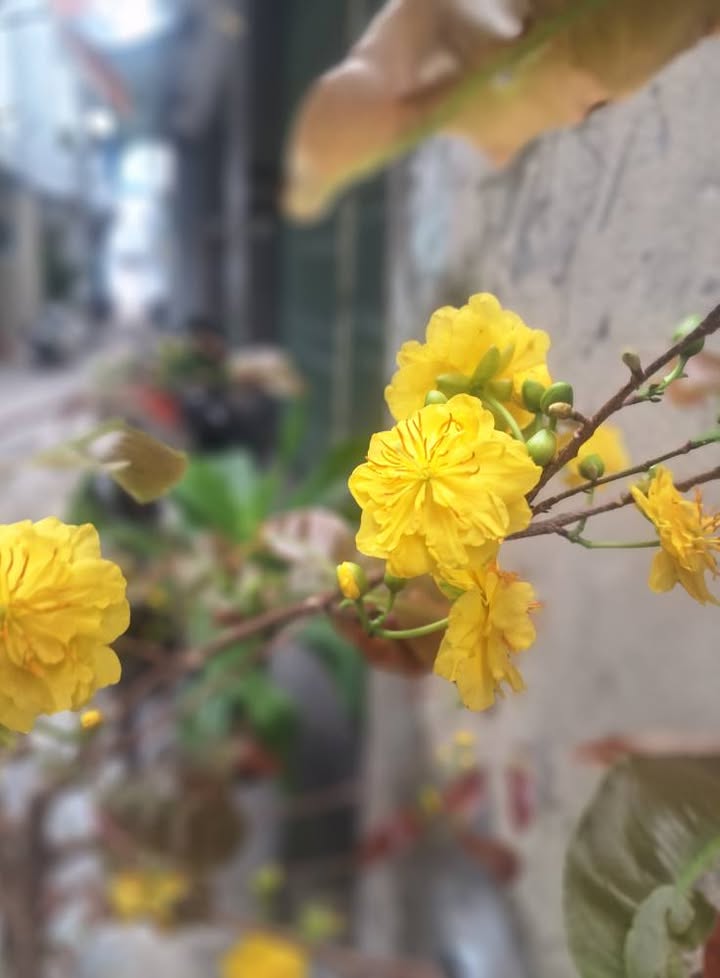 Nhà 2 tầng mặt tiền kinh doanh tại Lý Thường Kiệt, Quy Nhơn 85m² giá 9.9 tỷ - Cơ hội đầu tư hấp dẫn!