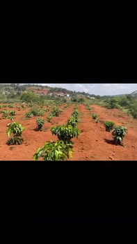 Đất nền Đăk Drung, Đăk Song 1000m² chỉ 270 triệu - Cơ hội đầu tư hấp dẫn!