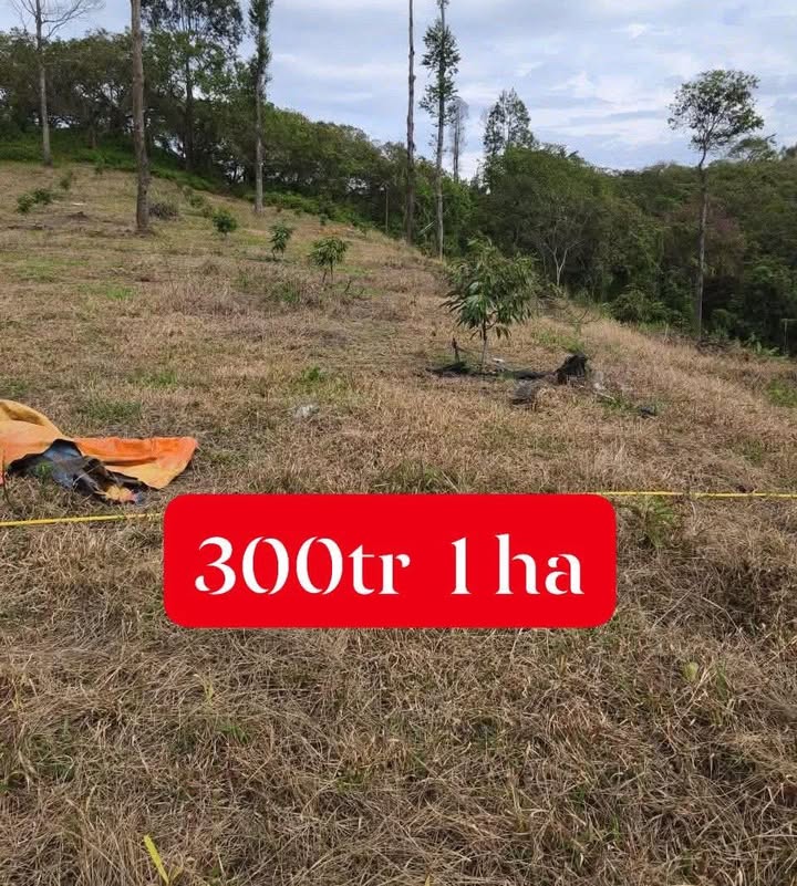 Đất Farm Đạ Tẻh 2.4 mẫu giá chỉ 300 triệu - Cơ hội đầu tư sinh lời!