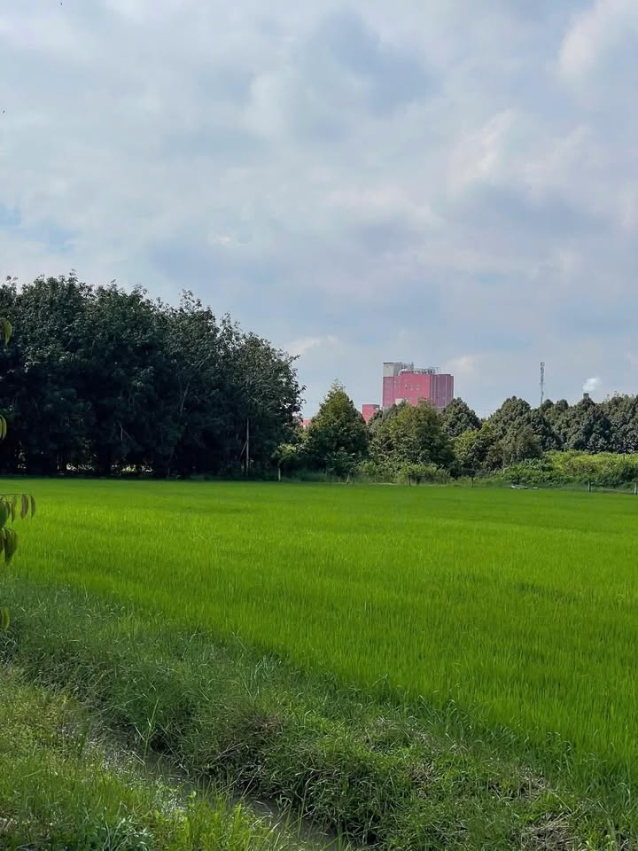 Đất trồng cây Đôn Thuận Trảng Bàng 3.346m² giá 3.6 tỷ - Đầu tư sinh lời ngay!