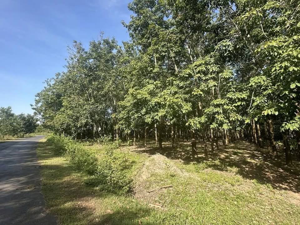 Đất cao su 2,2ha xã Lộc Khánh, Lộc Ninh giá 5 tỷ - Tiềm năng sinh lời cao!