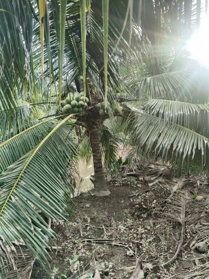 Đất vườn dừa xiêm xã Quới Sơn Châu Thành 2000m² giá 5.6 tỷ - Cơ hội đầu tư hấp dẫn!
