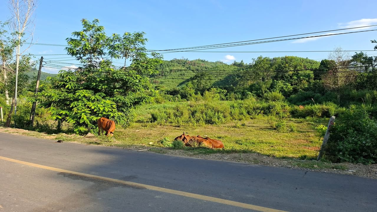 Đất thổ cư Khánh Thành 1600m² giá 1.6 tỷ - Mặt tiền đường nhựa tuyệt đẹp!