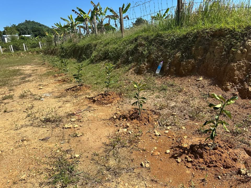 Đất vườn Khánh Phú Khánh Vĩnh 1500m² giá 800 triệu - Sổ đỏ chính chủ, gần khu sinh thái Yangbay!