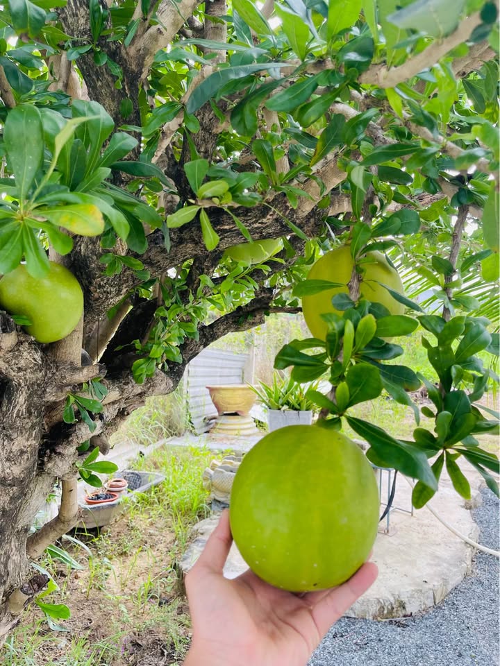 Đất vườn 805m² tại Thành Hải, Ninh Thuận giá 850 triệu - Cơ hội sở hữu không gian xanh lý tưởng!