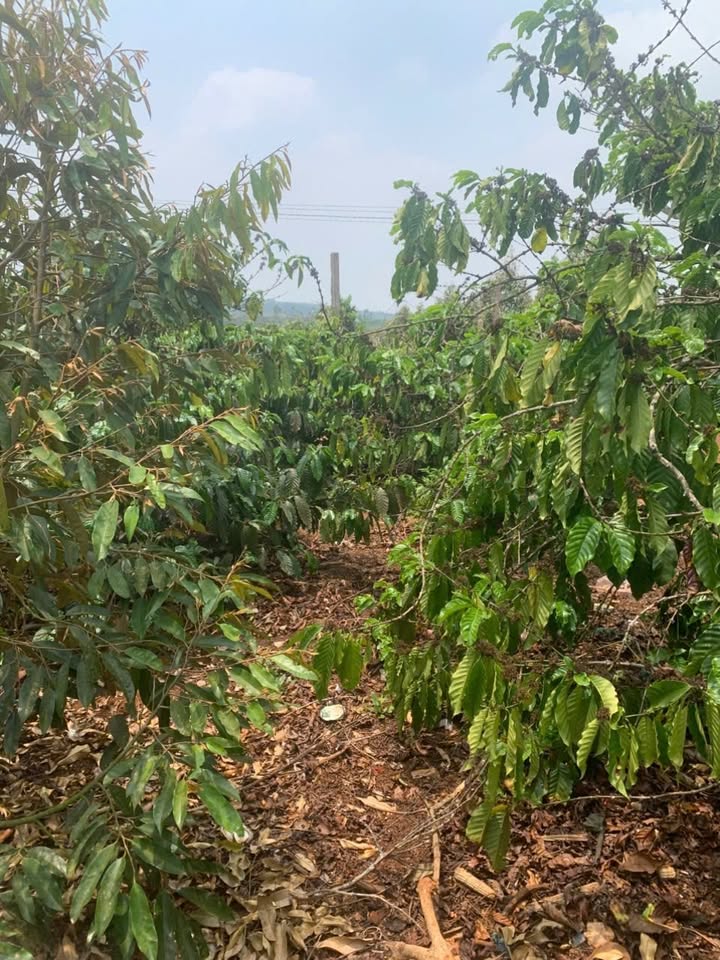 Farm 1,5ha tại thôn 5, xã Dliê Yang - Giá chỉ 3.5 tỷ, thương lượng ngay!