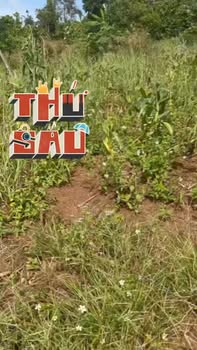 Đất trồng Cà Phê 1.8ha giá 899 triệu - Cơ hội đầu tư lý tưởng!