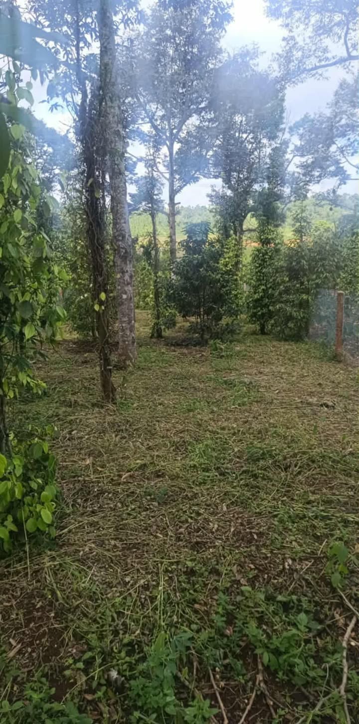 Đất nền Đức Mạnh, Đắk Mil 400m² giá chỉ 1.1 tỷ - Sẵn sàng chốt nhanh!