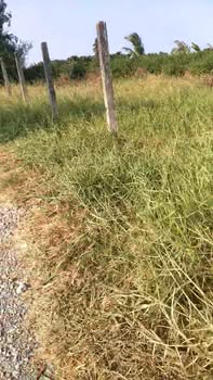 Đất lúa lô góc 496m² Tân Lân, Cần Đước - Giá 770 triệu, thương lượng