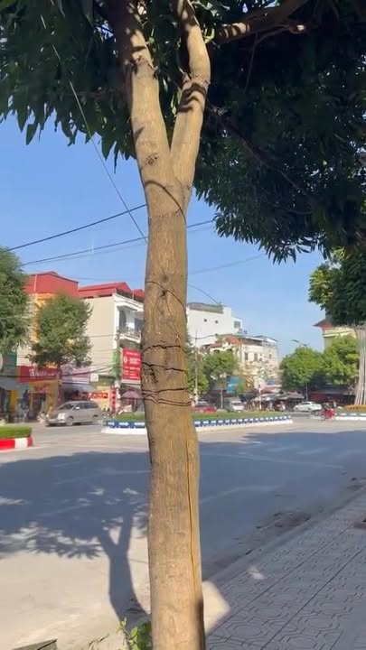 Nhà 3 tầng Phủ Lý 121m² giá 11.5 tỷ - Vị trí kinh doanh đắc địa!