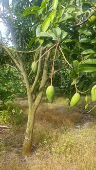 Đất nền La Ngà Định Quán 1000m² giá thỏa thuận - Mặt hồ thơ mộng!