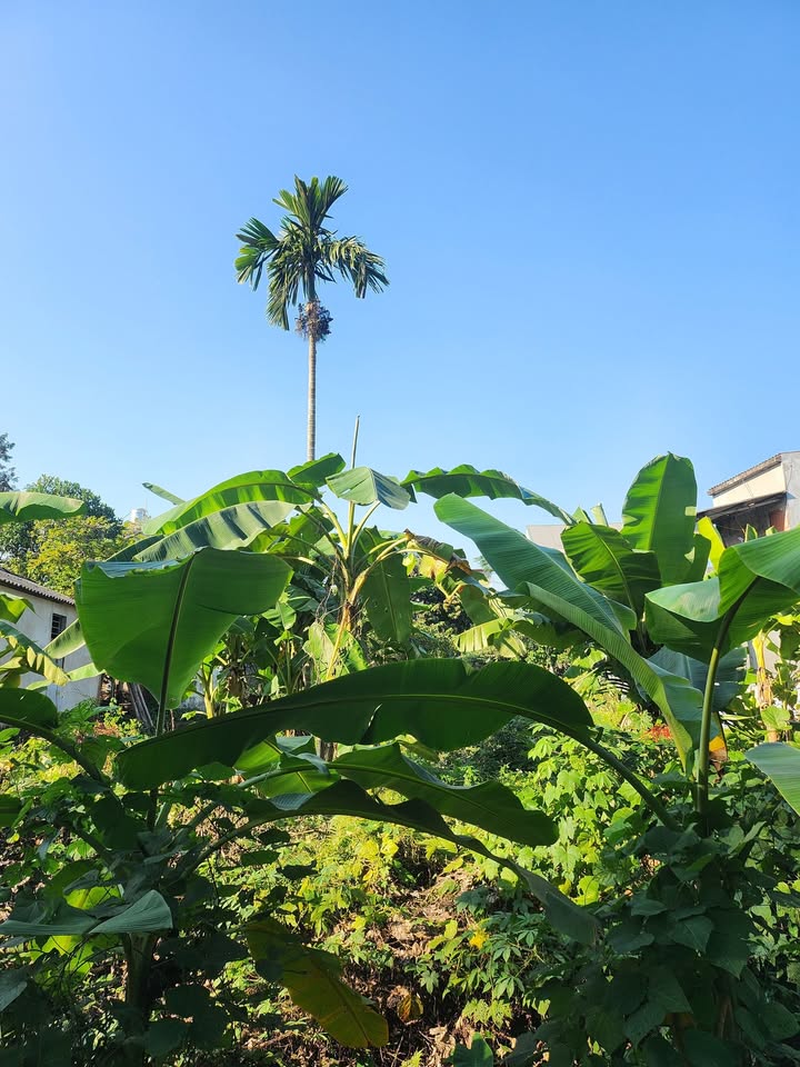 Đất nền chính chủ tại phường Minh Xuân, Tuyên Quang 212.8m² - Sổ đỏ chính chủ, giá chỉ 2 tỷ!