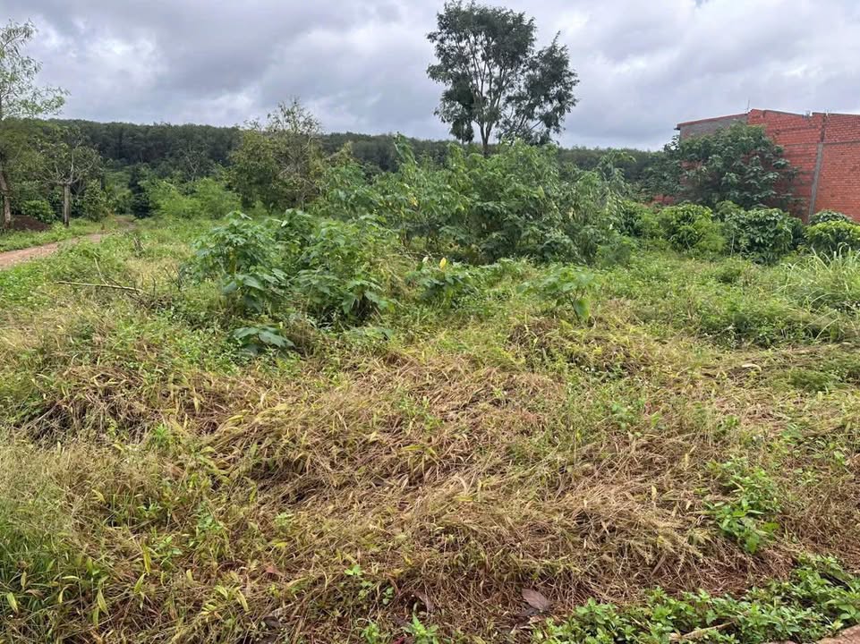 Đất nền giá rẻ Ea Hiao 1044m² - Sổ đỏ chính chủ, hai mặt đường bê tông!