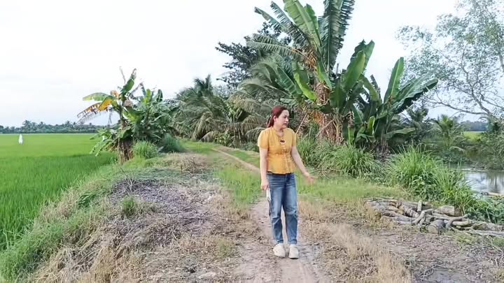 Đất lúa 6403m² tại Ấp Rùm Sóc, Cầu Kè - Giá chỉ 768 triệu VND