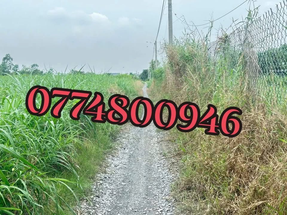 Đất nền tại ấp Ruộng Cạn, Gò Công Đông 142m² giá 250 triệu - Đầu tư sinh lời ngay!