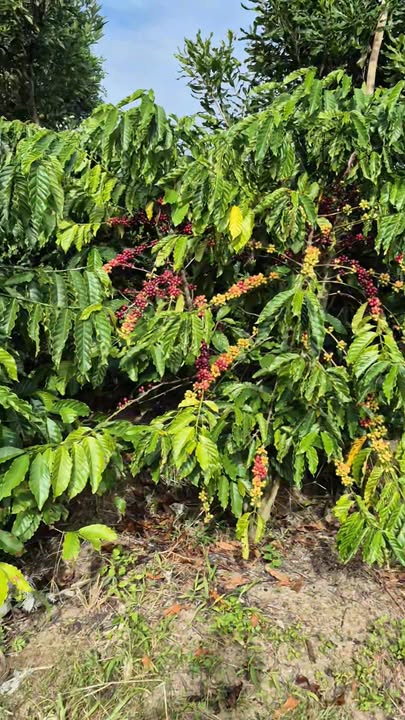 Đất thổ cư Phúc Thọ 400m² giá 13 tỷ - Sổ hồng chính chủ, thương lượng nhẹ!