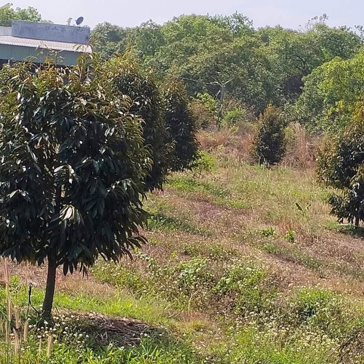 Đất nền mặt tiền đường nhựa 350m² xã Lộc Thiện - Giá cực rẻ, cơ hội đầu tư tốt!