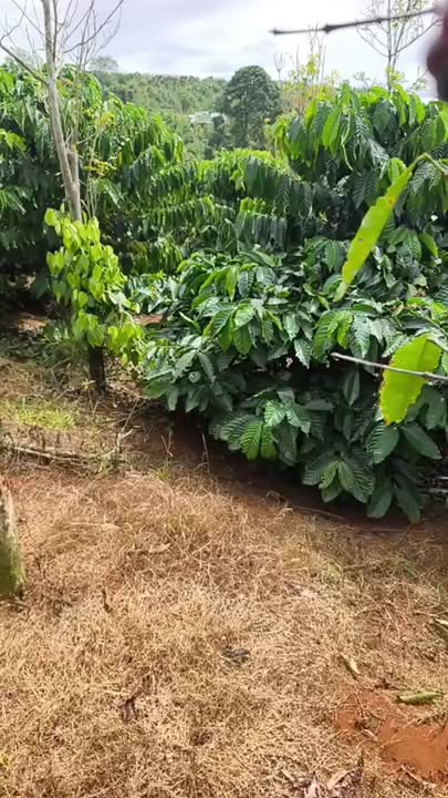 Đất thổ cư 1ha9 thôn 7 Đắk Buk So - Giá chỉ 3.6 tỷ, mặt tiền đường bê tông!