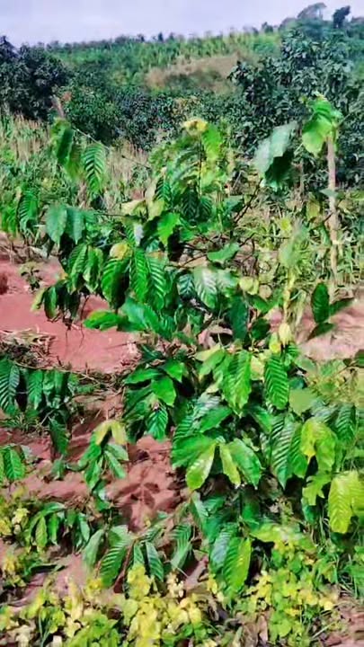 Đất nền 1 ha tại Quảng Tâm, Tuy Đức - Giá 1.3 tỷ, Tiềm năng đầu tư lớn!