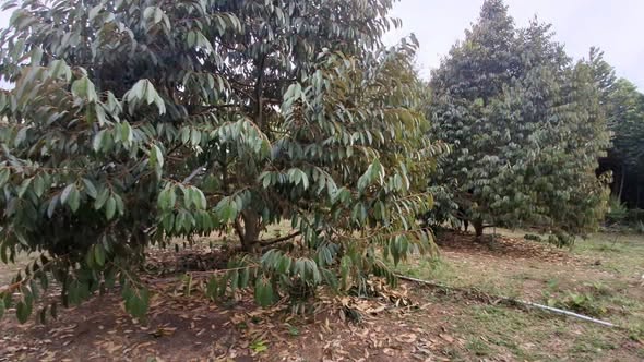 Đất nền An Phú, Hớn Quản 4200m² giá 900 triệu - Cơ hội đầu tư tuyệt vời!