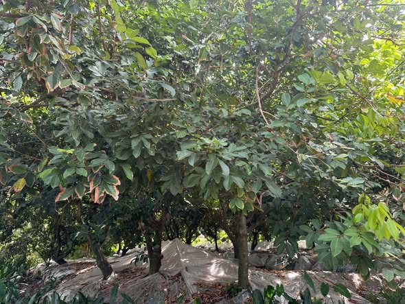 Đất nền Sơn Định, Chợ Lách 1878m² giá 550 triệu - Cơ hội đầu tư hấp dẫn!