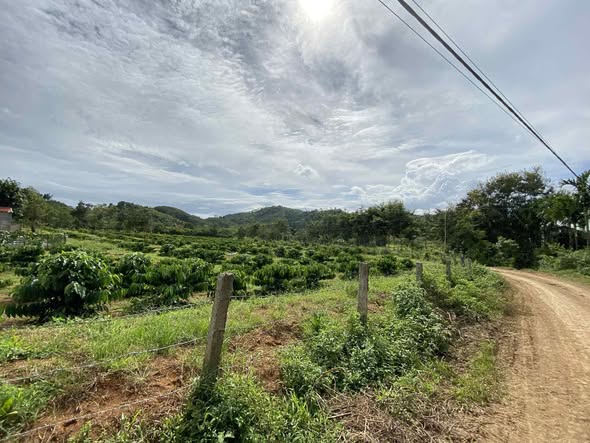 Farm 1.1ha Dray Bhăng, Cư Kuin, Đắk Lắk giá 2.8 tỷ - Đầu tư sinh lời ngay!