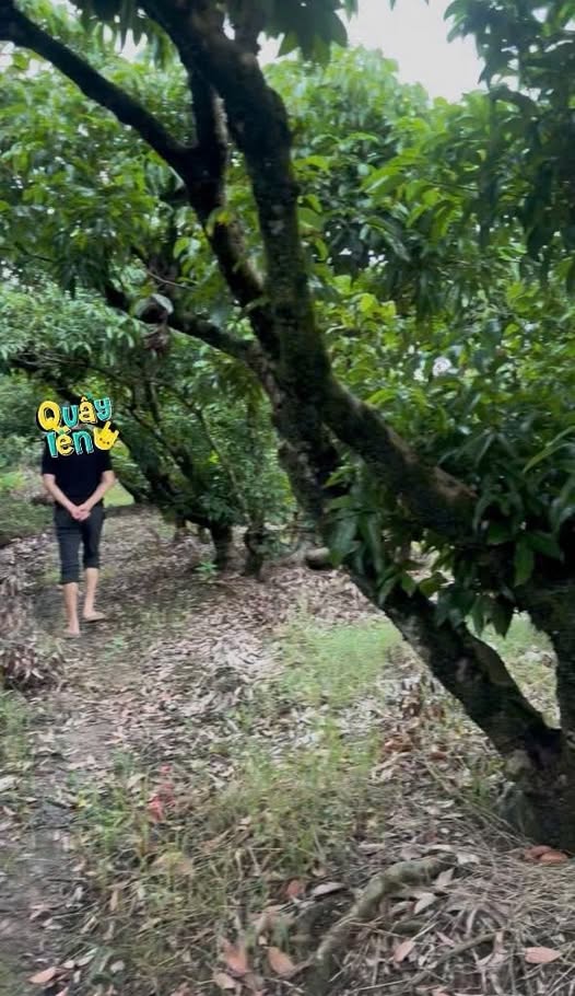 Đất vườn 4000m² tại xã An Lương, Thanh Hà giá chỉ 288 triệu - Cơ hội đầu tư tuyệt vời!