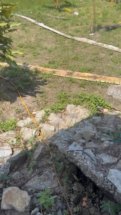 Đất nền 120000m² tại xã Phú Hưng, Cái Nước - Mặt tiền rộng 49m, giá thỏa thuận!