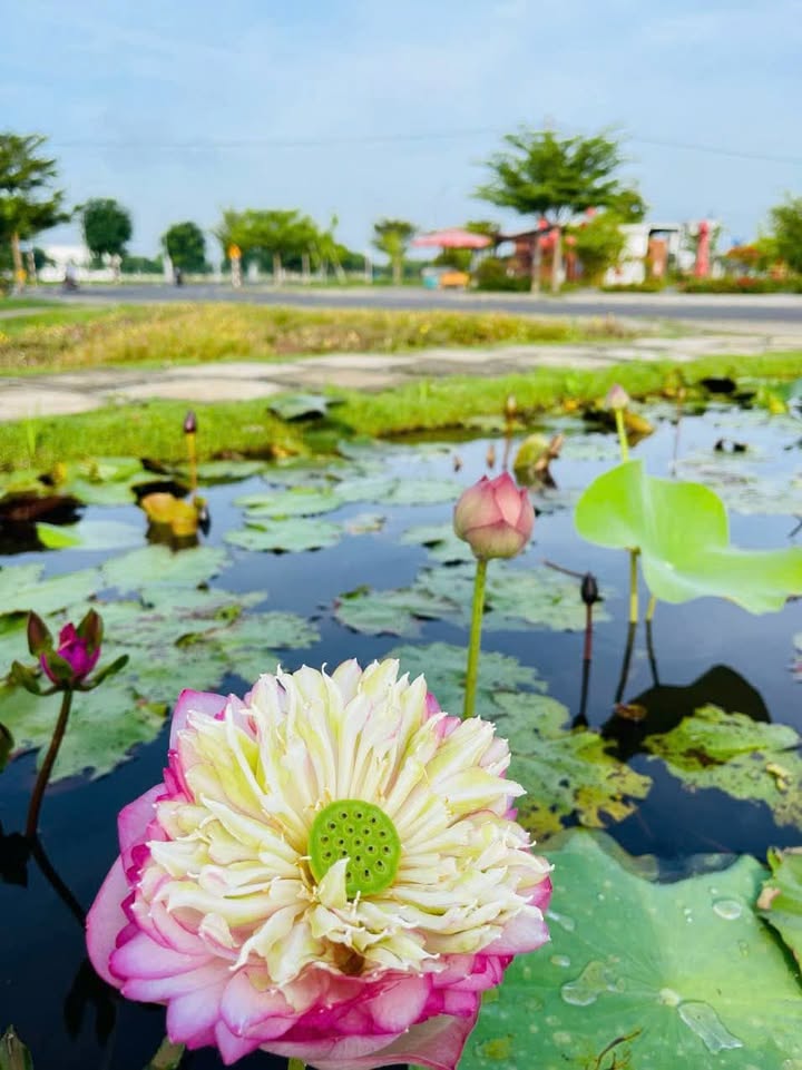 Đất nền biệt thự Sài Gòn River Park 200m² giá 4.3 tỷ - Cơ hội đầu tư hiếm có!