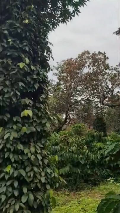 Đất nông nghiệp Phú Sơn, Bù Đăng 30.000m² giá 4.5 tỷ - Mặt tiền đường quốc lộ 14!