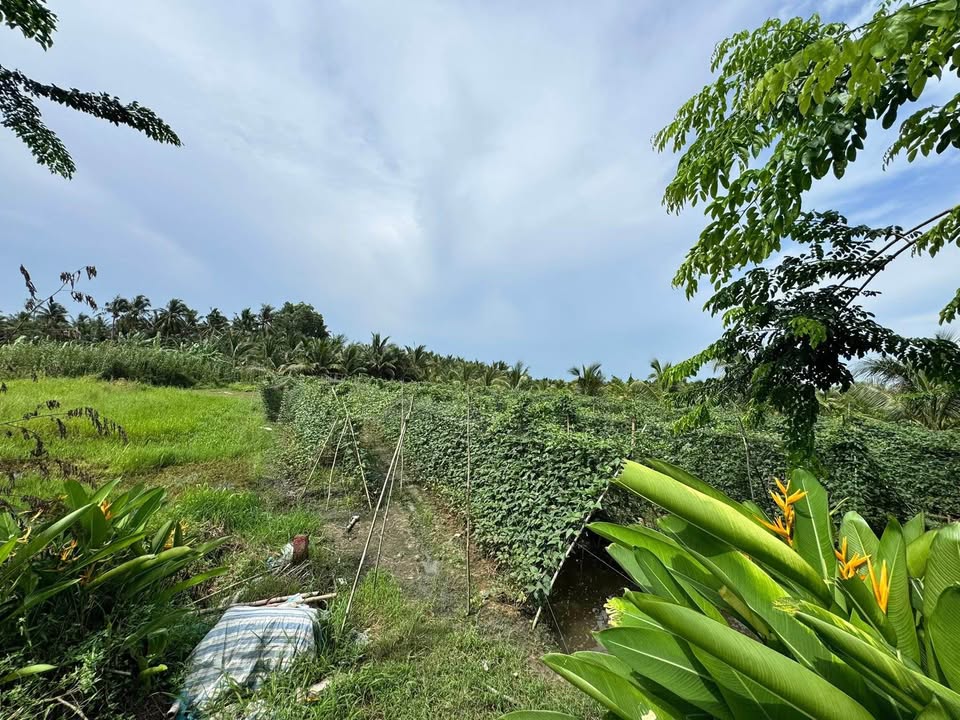 Đất nền xã Bình Ninh, Tam Bình, Vĩnh Long 12,000m² giá 1.2 tỷ - Chính chủ bán gấp!