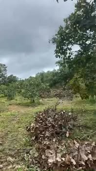 Đất nền 2ha xã Ia Dom giá chỉ 600 triệu - Đầu tư sinh lời ngay!