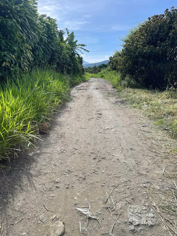 Đất nền 5.1 sào Hòa Bắc Di Linh giá 2.3 tỷ - Chính chủ bán gấp!