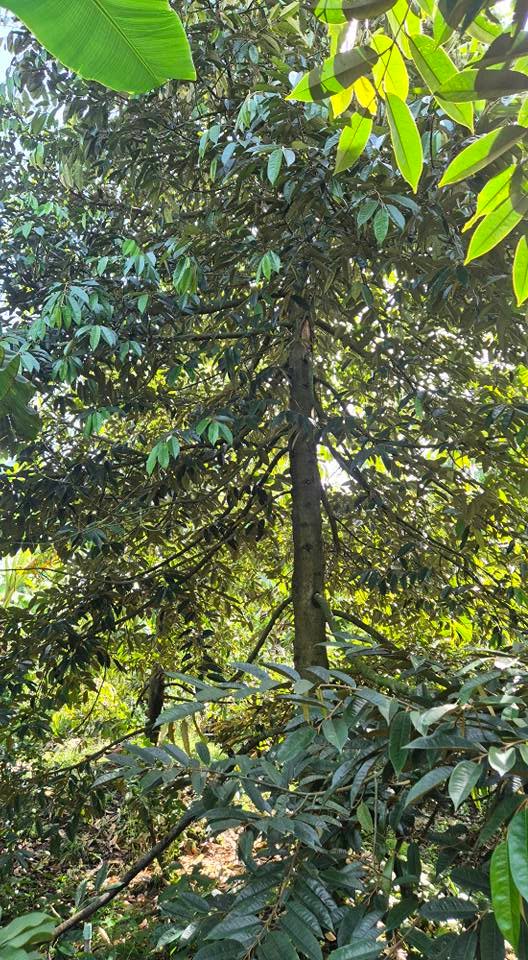 Đất vườn 1000m² tại Bình Hòa Phước, Vĩnh Long - Chăm sóc sầu riêng cho lợi nhuận ngay!