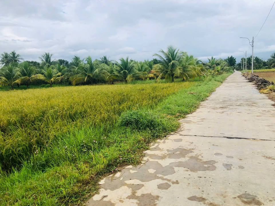 Đất nền thôn Lạc An, xã Ninh Thọ 800m² giá chỉ 800 triệu - Cơ hội đầu tư hấp dẫn!