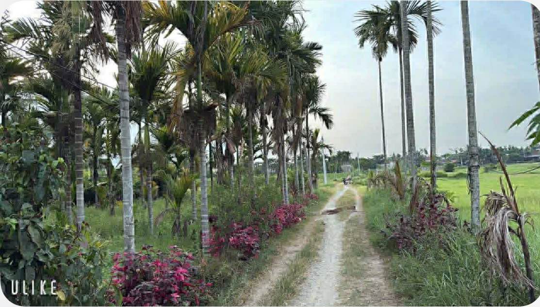 Đất vườn Đình Cương, Nghĩa Hành 500m² giá chỉ 5xx triệu - Đầu tư sinh lời ngay!