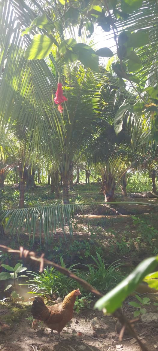 Đất mặt tiền đường Chông Chác, Trảng Bàng 780m² giá chỉ 300 triệu - Cơ hội đầu tư hấp dẫn!