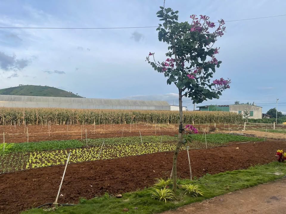 Đất thổ cư xã Tân Hội, Đức Trọng 115m² giá 750 triệu - Đầu tư tiềm năng sinh lời!