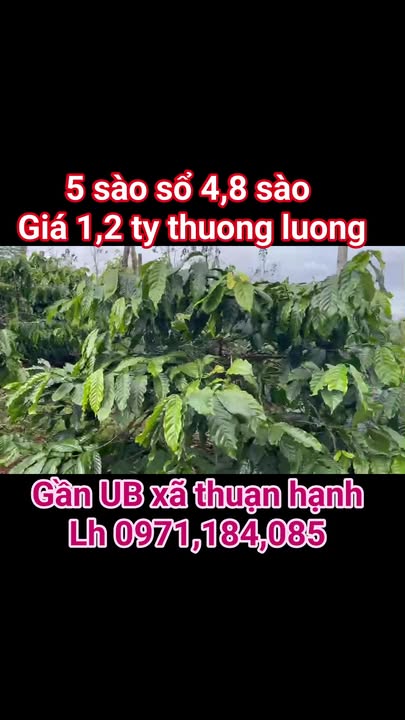 Đất nền 4,8 sào tại Thuận Hạnh, Đắk Song giá 1,2 tỷ - Cơ hội đầu tư hấp dẫn!