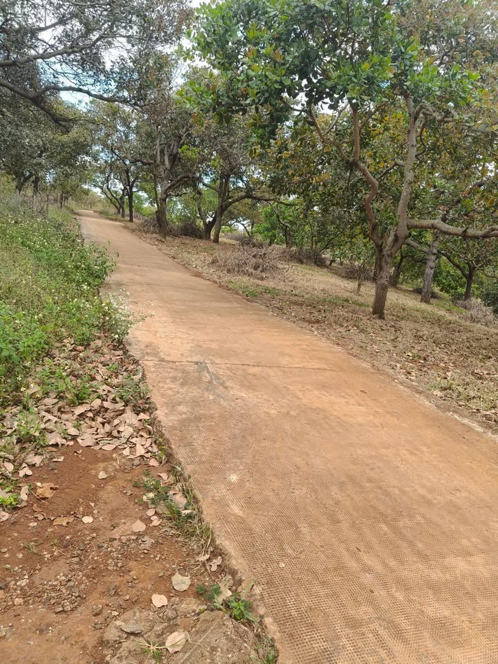 Farm 2ha Thọ Sơn Bù Đăng giá 1.6 tỷ - Đường nhựa vào tận nơi!