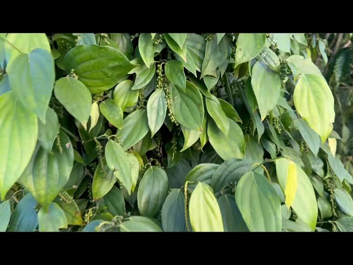 Farm 2,3ha Lơ Pang, Gia Lai giá 3,7 tỷ - Cơ hội đầu tư sinh lời!