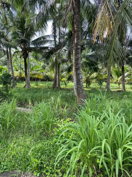 Đất thổ cư 100m² Phong Mỹ Giồng Trôm 986m² giá 500 triệu - Cơ hội đầu tư tuyệt vời!