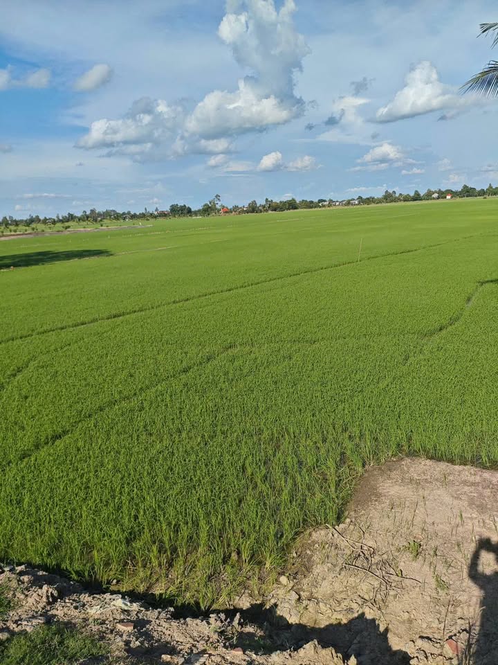 Đất nền Phương Thịnh 17.000m² giá 4.42 tỷ - Đầu tư sinh lời ngay!