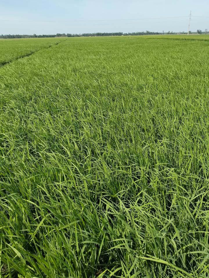 Đất mặt tiền 100m tại Mỹ Hòa, Tháp Mười - Chỉ 5.8 tỷ cho 29 công