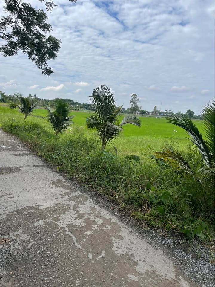 Đất Ruộng Phong Mỹ, Cao Lãnh 5600m² giá 1.1 tỷ - Cơ hội đầu tư hấp dẫn!