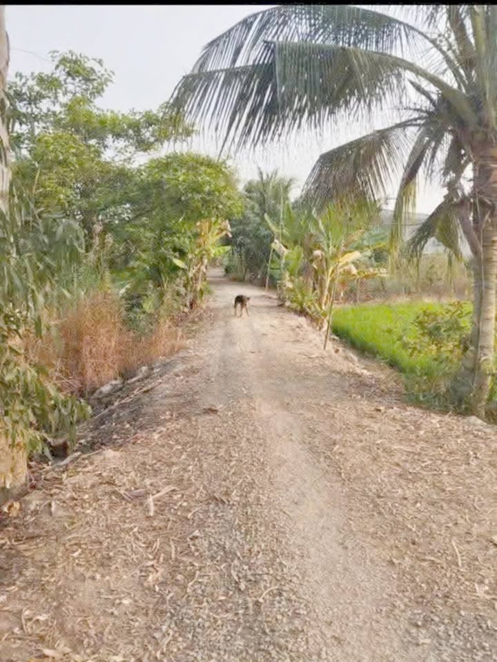 Đất thổ cư Phương Thịnh 900m² giá 370 triệu - Cơ hội đầu tư tuyệt vời!