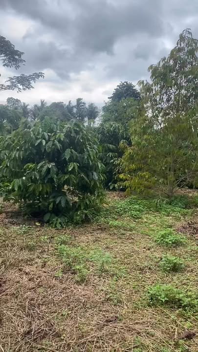 Lô đất đẹp xã Phú Xuân, huyện Krông Năng 476m² - Vị trí đắc địa, thổ cư 100%!