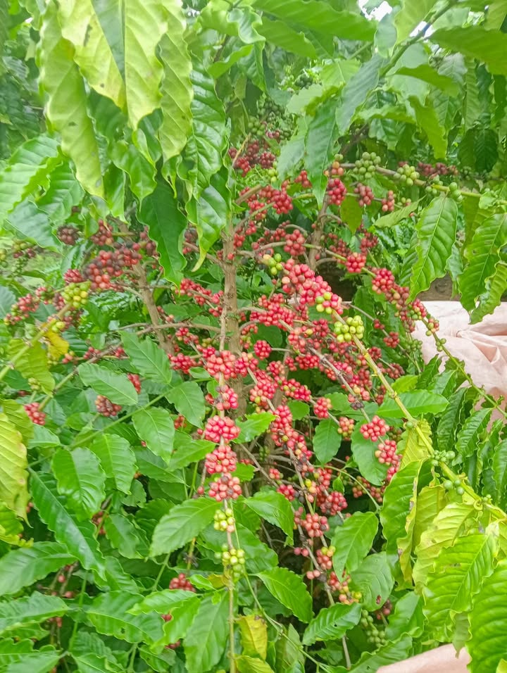 Đất nền Nguyễn Thị Định, Ea Kar 330m² giá 1 tỷ - Gần chợ và tiện ích đầy đủ!