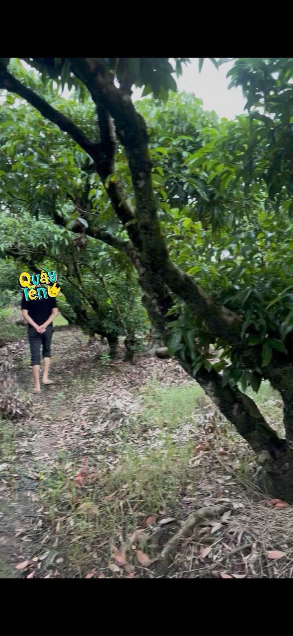 Đất vườn An Lương, Thanh Hà 14400m² giá 320 triệu - Sổ đỏ chính chủ, siêu rẻ!