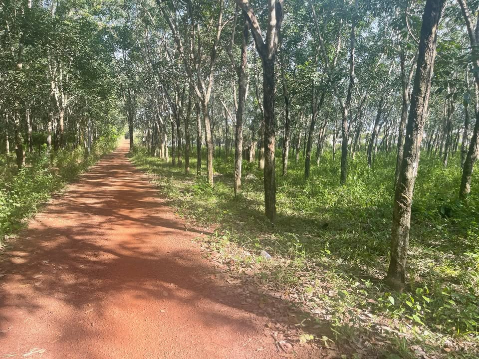 Farm 6ha An Phú giá 1.2 tỷ - Đất đẹp, mặt tiền rộng